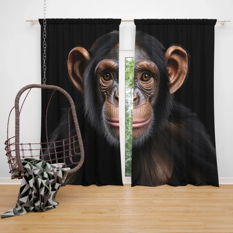 Chimpanzee on Black Background Window Curtain