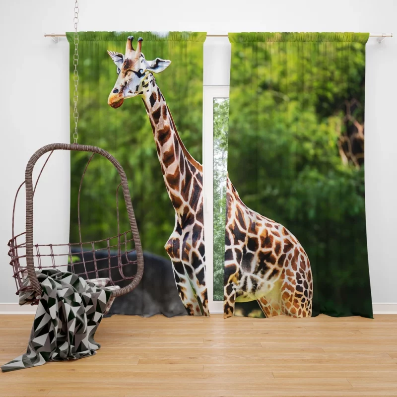 Giraffe Close-Up Photography Window Curtain
