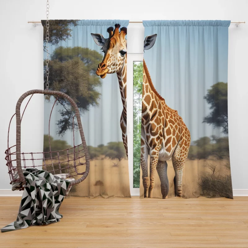 Giraffe Looking at the Camera Window Curtain